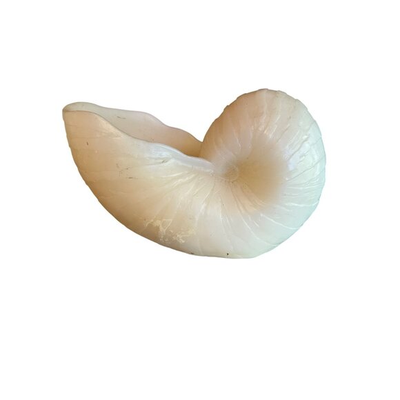 Large Nautilus Shell Shaped Candle By Austin Sculptures - Picture 4 of 5